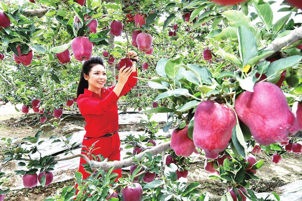金秋时节，花牛飘香。在麦积区南山花牛苹果基地，红彤彤的花牛苹果挂满枝头。窦耀辉　摄