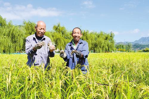 9月19日，在井陉县南峪镇南峪村，农民展示稻田里的河蟹。 本报记者 王 伟摄