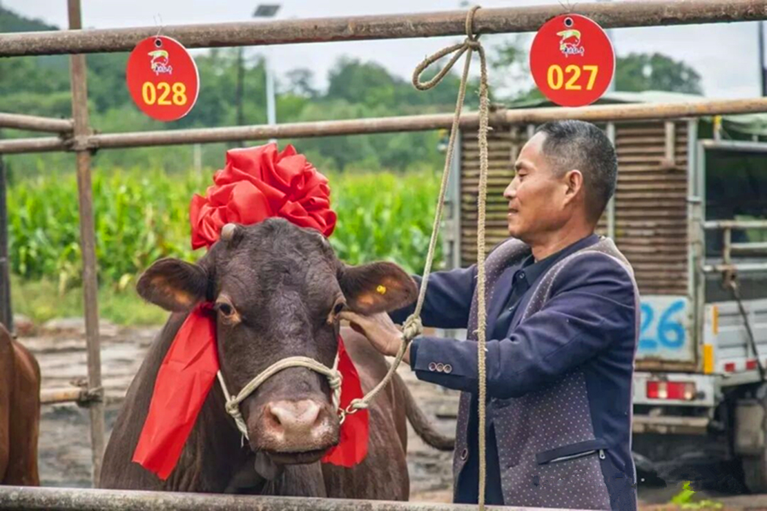 甘肃华亭养殖户秒变造型师 速来围观牛明星"选秀"现场