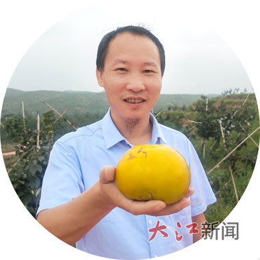 丰收在即，王小剑开心地展示果园里的太秋甜柿。