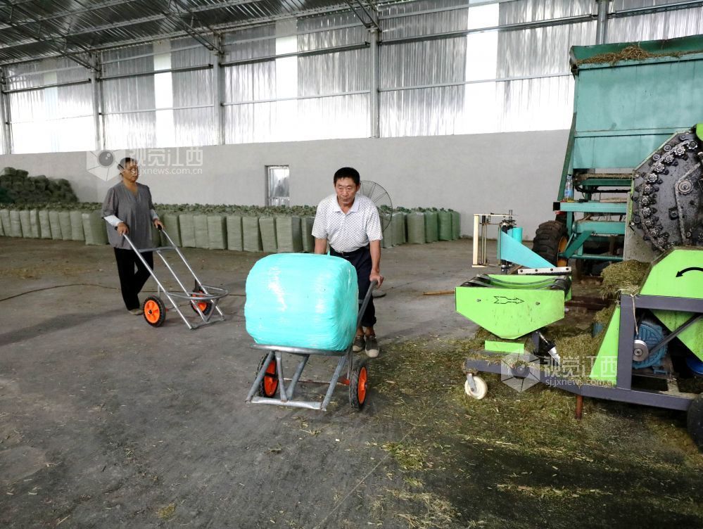 金秋时节,江西省分宜县分宜镇水北村、池塘村等地的青贮饲草进入大规模收割季。饲草种植企业抢抓农时进行收割与加工,田间地头与加工车间内呈现出一派忙碌的采收加工景象。