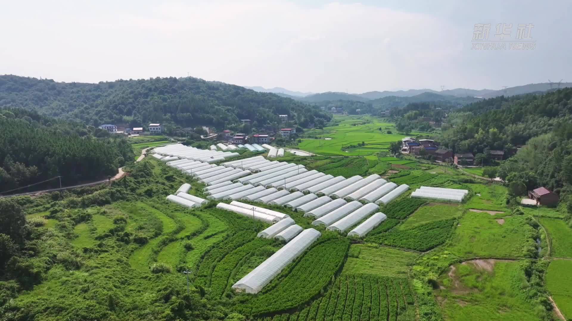 千城百县看中国｜湖南冷水滩：科学轮作忙植辣椒苗