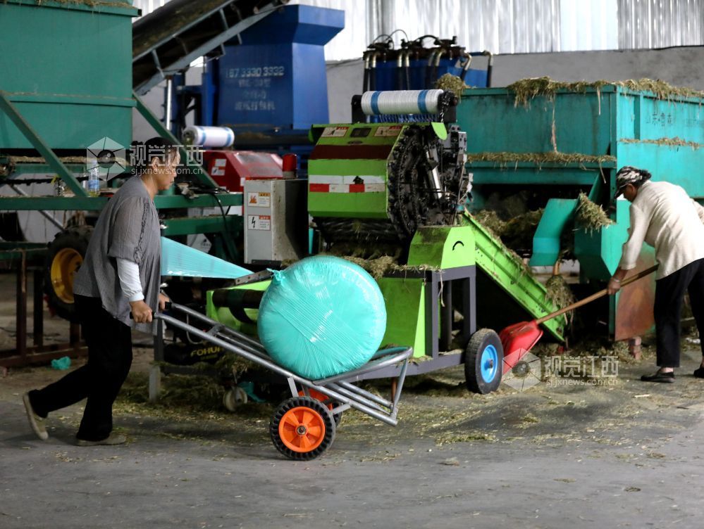 金秋时节,江西省分宜县分宜镇水北村、池塘村等地的青贮饲草进入大规模收割季。饲草种植企业抢抓农时进行收割与加工,田间地头与加工车间内呈现出一派忙碌的采收加工景象。