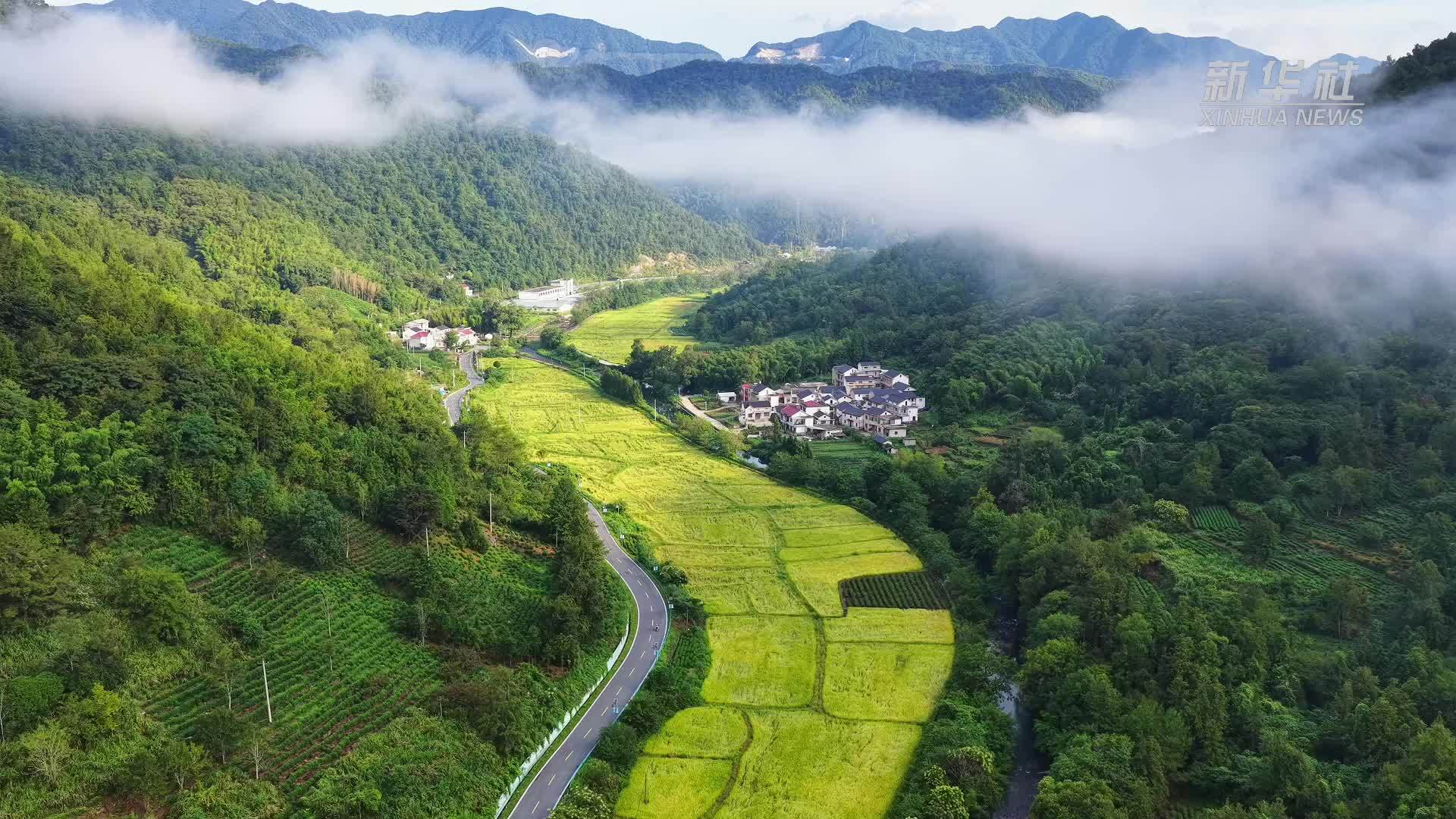 安徽石台：云海田野绘“丰”景