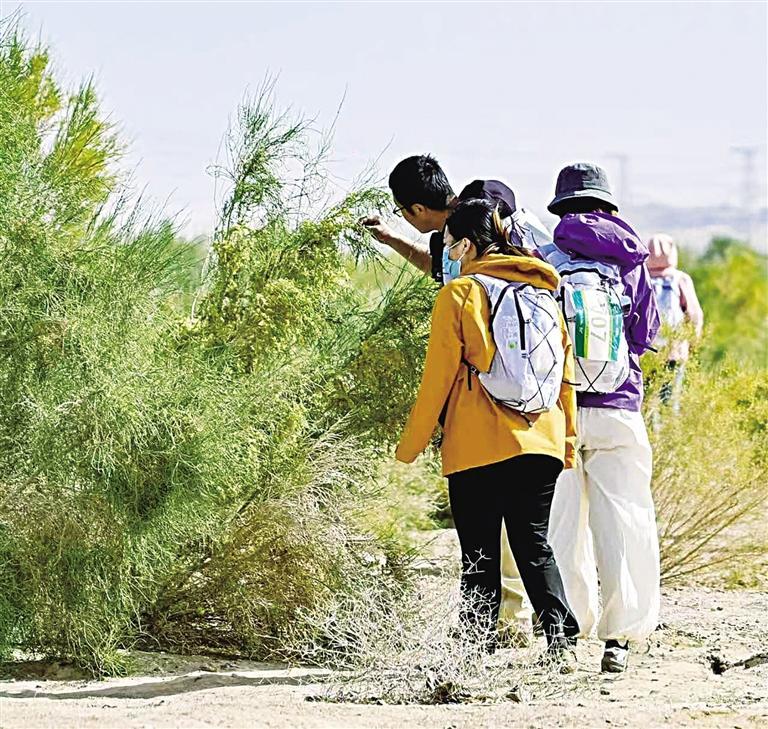 “树友”与梭梭亲密接触