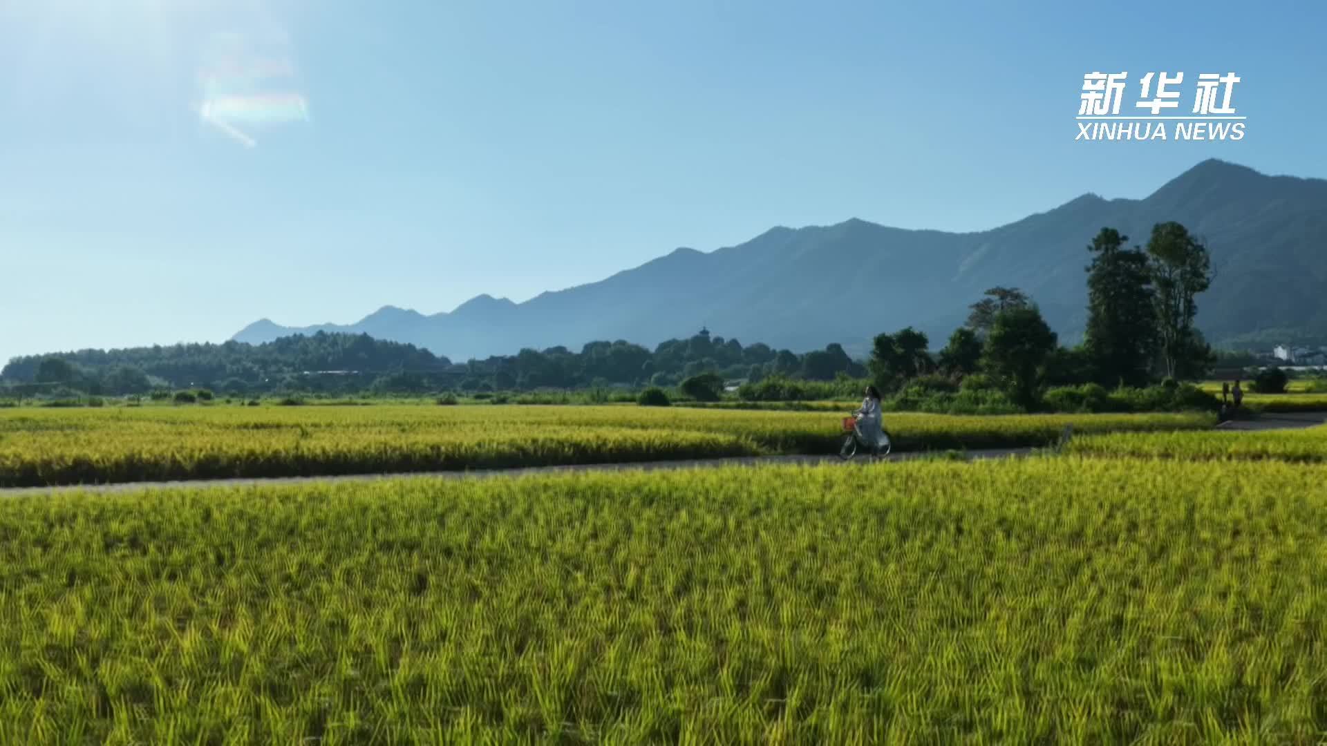 山水画卷黟县，农文旅融合迎客来