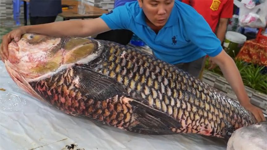 大厨花10万买条“鲤鱼精”，重140斤，锯开却没内脏，这肉质绝了