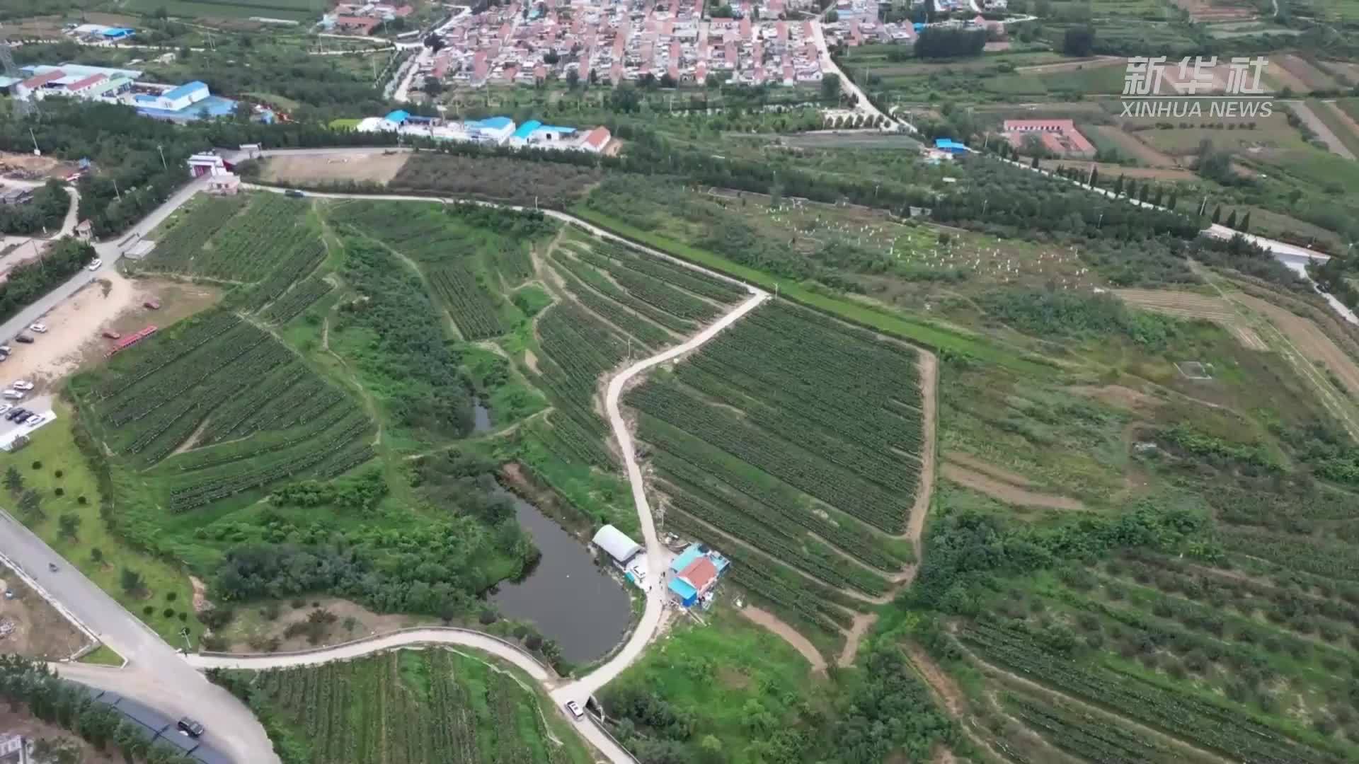 丰收中国｜一个村庄里的丰收密码