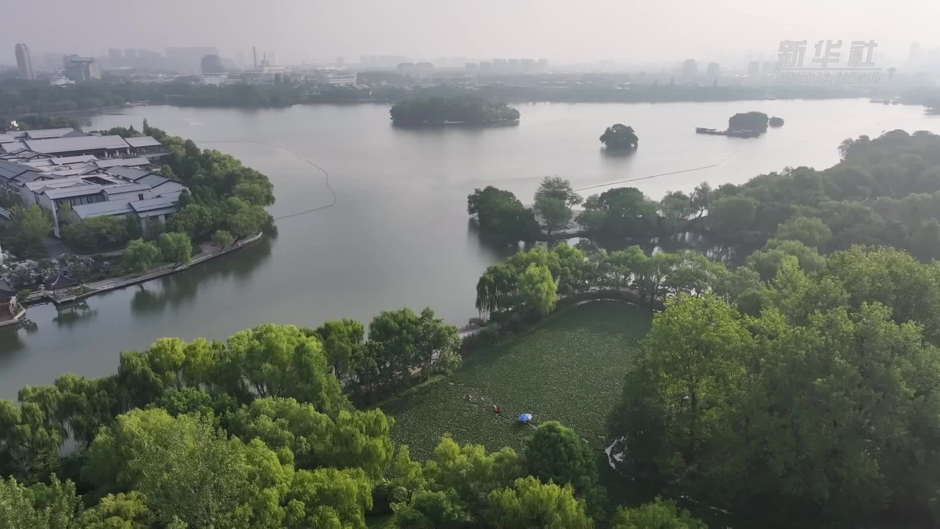 嘉兴南湖菱迎来采收季