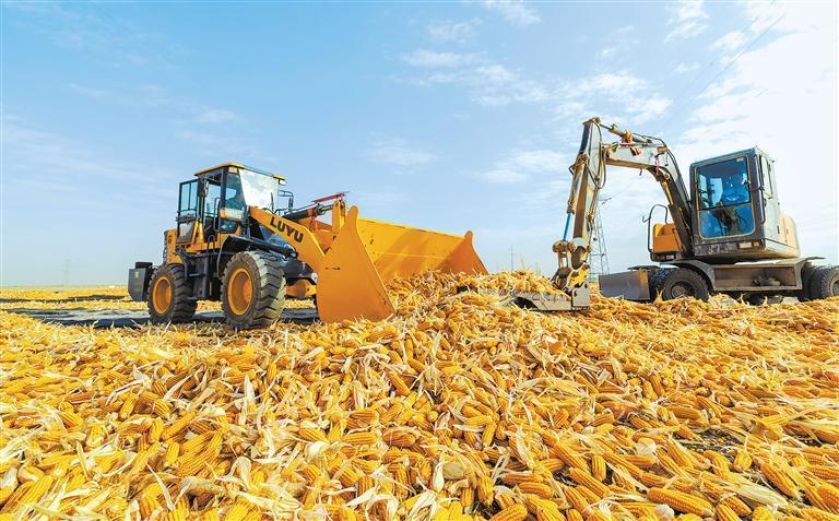 张掖市甘州区黑河滩制种玉米大晒场农民晾晒玉米　新甘肃&middot;甘肃日报通讯员　杨潇
