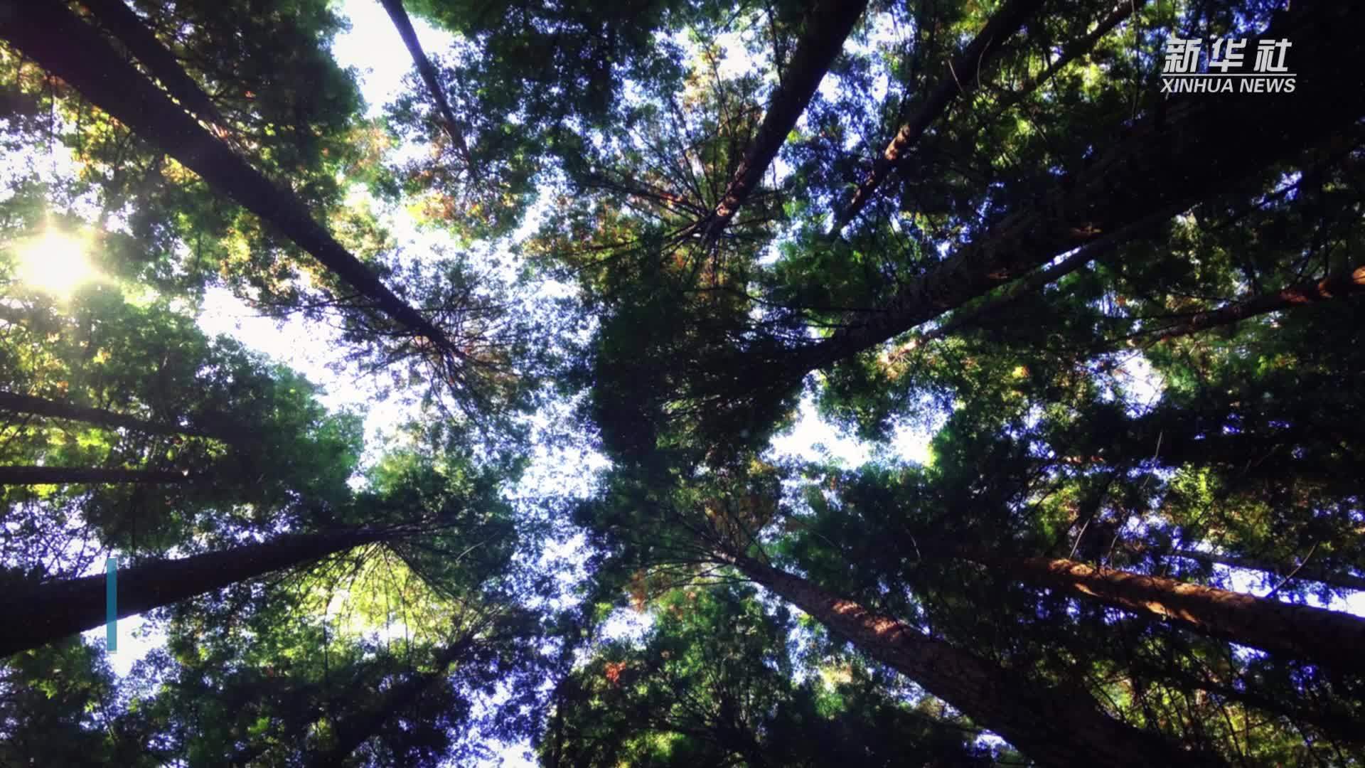 中医教你预防阿尔茨海默病