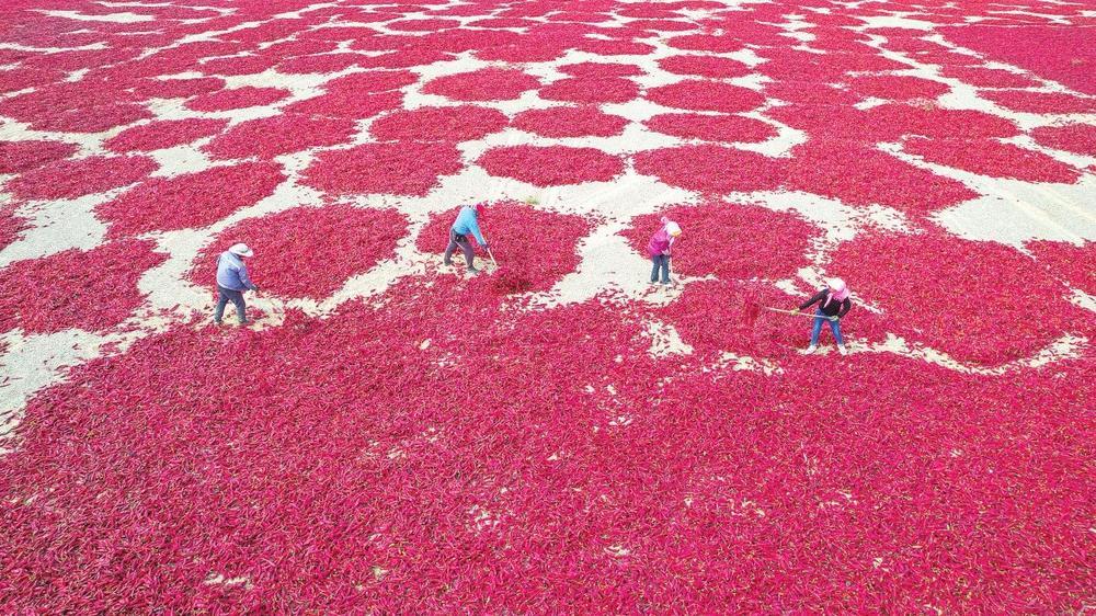 9月20日，肃州区三墩镇村民正忙着晾晒辣椒，火红的辣椒给大地铺上了红色地毯。曹红祖　摄