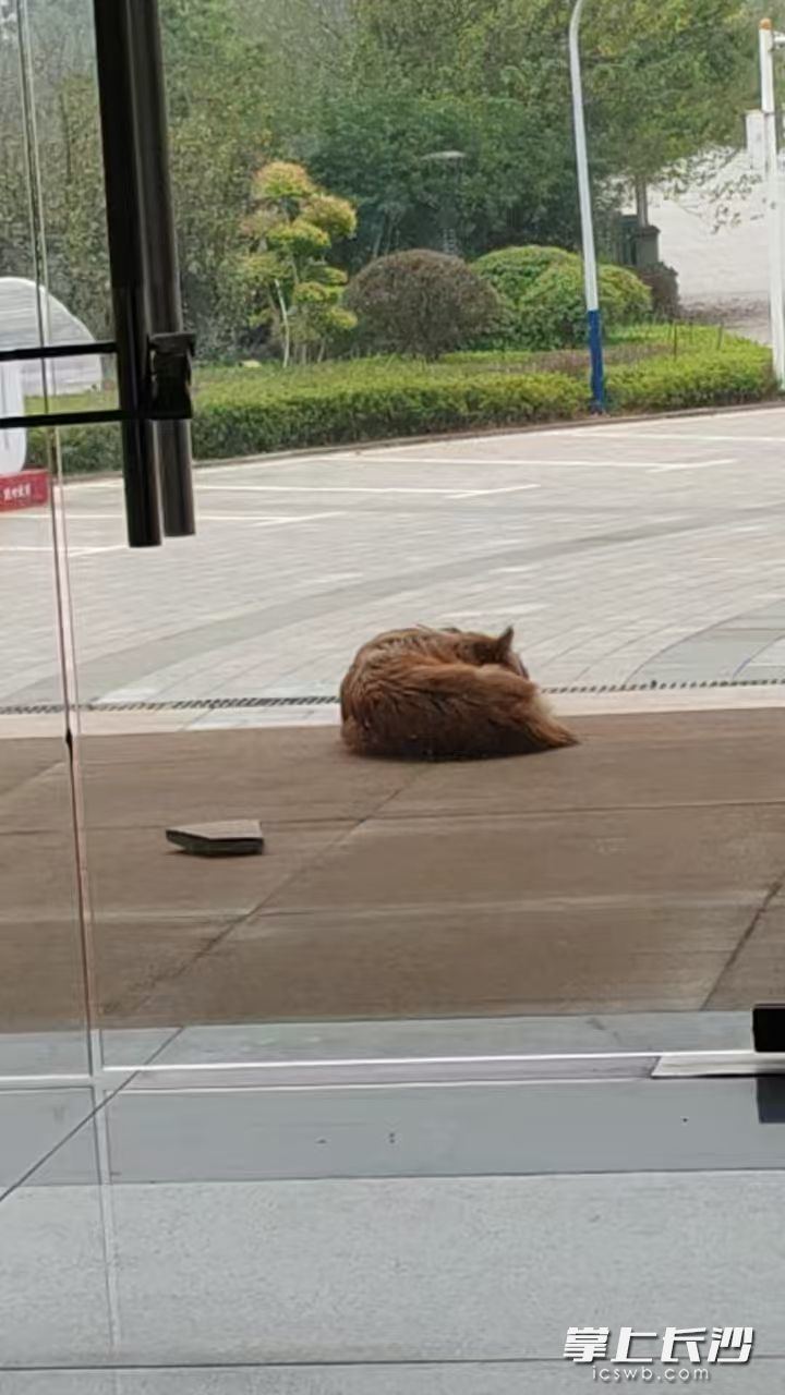 流浪狗在门口休憩。