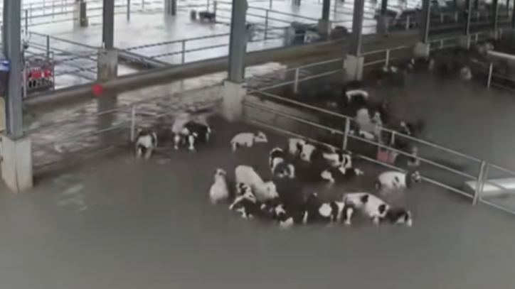 台湾花莲业者哭诉“120头牛冲进太平洋，损失千万”，官员：没看见尸体不算