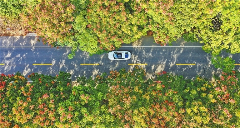 上犹县：栾树花开 风景宜人（图）