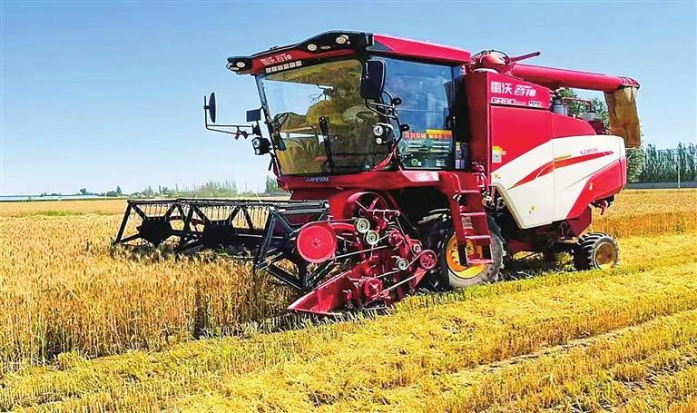 镇原县小麦收割现场