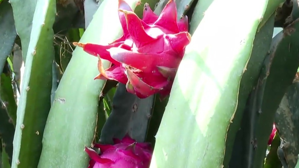 【视频】张掖：汇聚实用技术人才　打造“人才富矿”