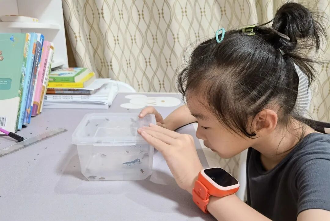 学生照料萤火虫