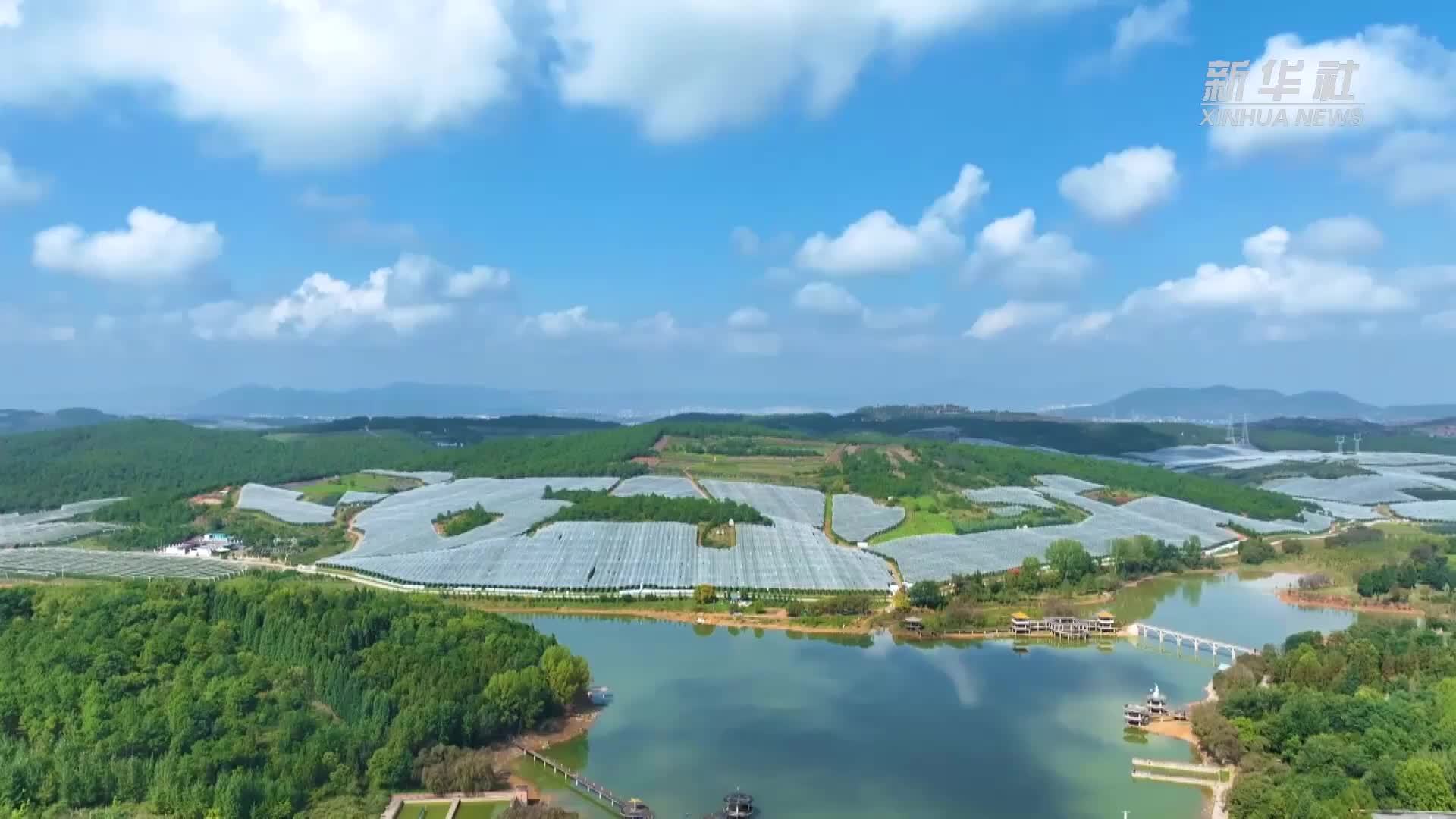 沪滇协作助力云南昭通苹果直供上海