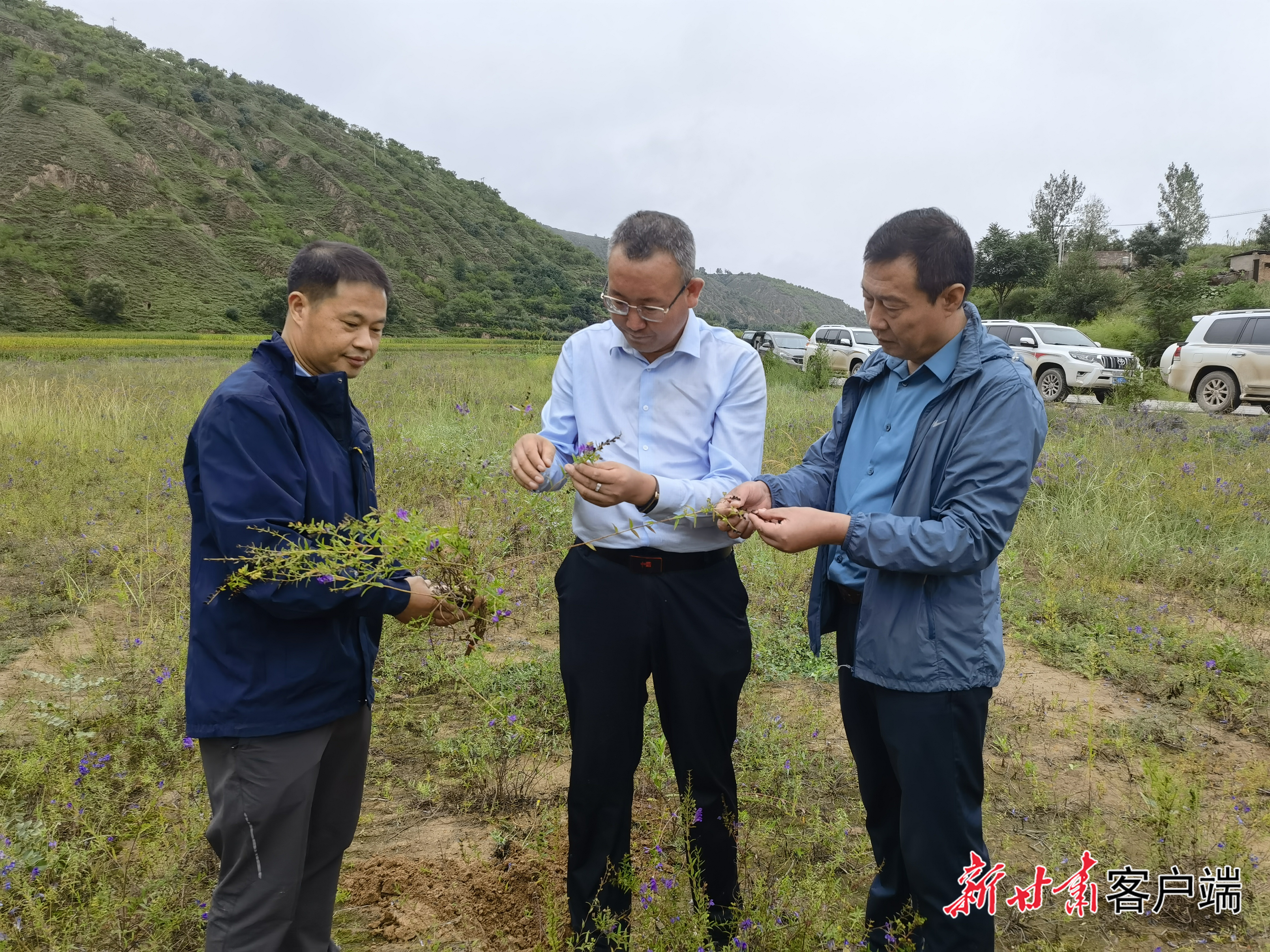 姚文智(中)对今年的中药材长势很满意
