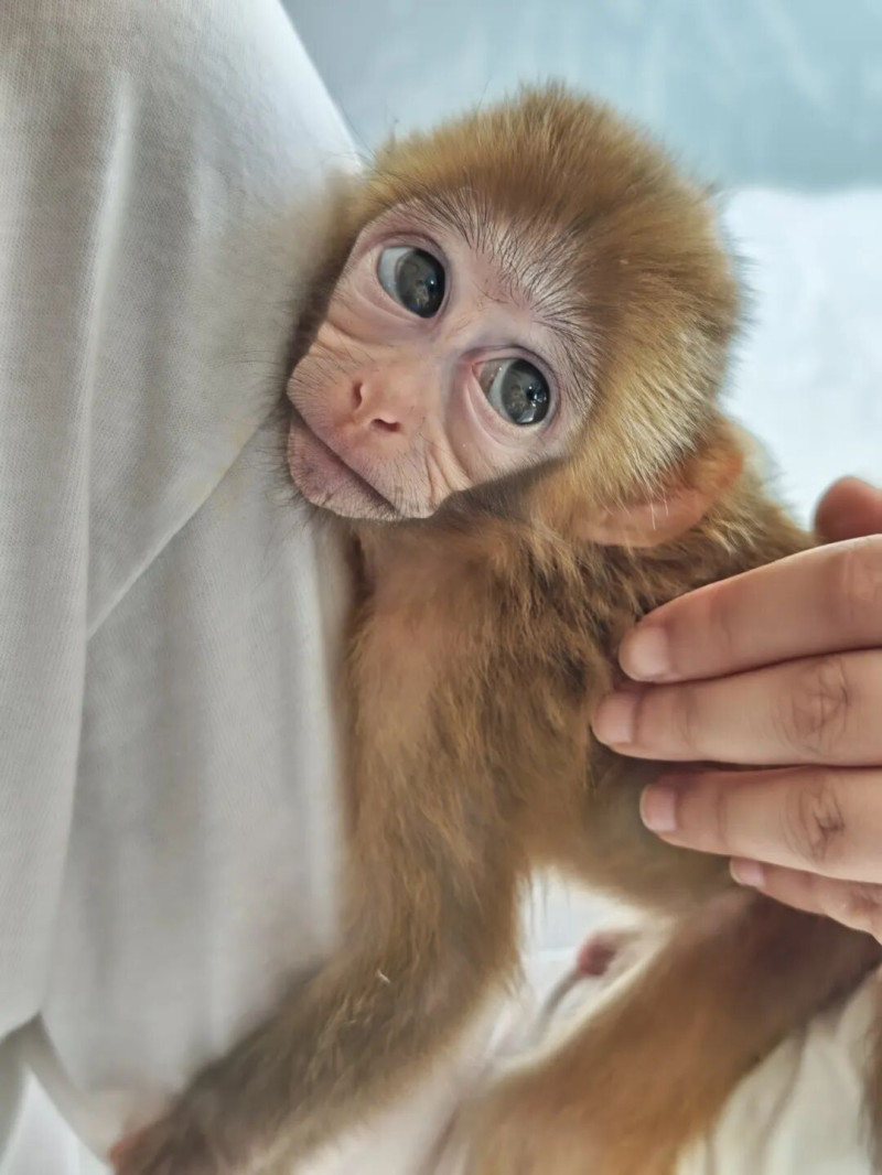 在保育员怀抱里表现呆萌的富贵。照片由长沙生态动物园提供