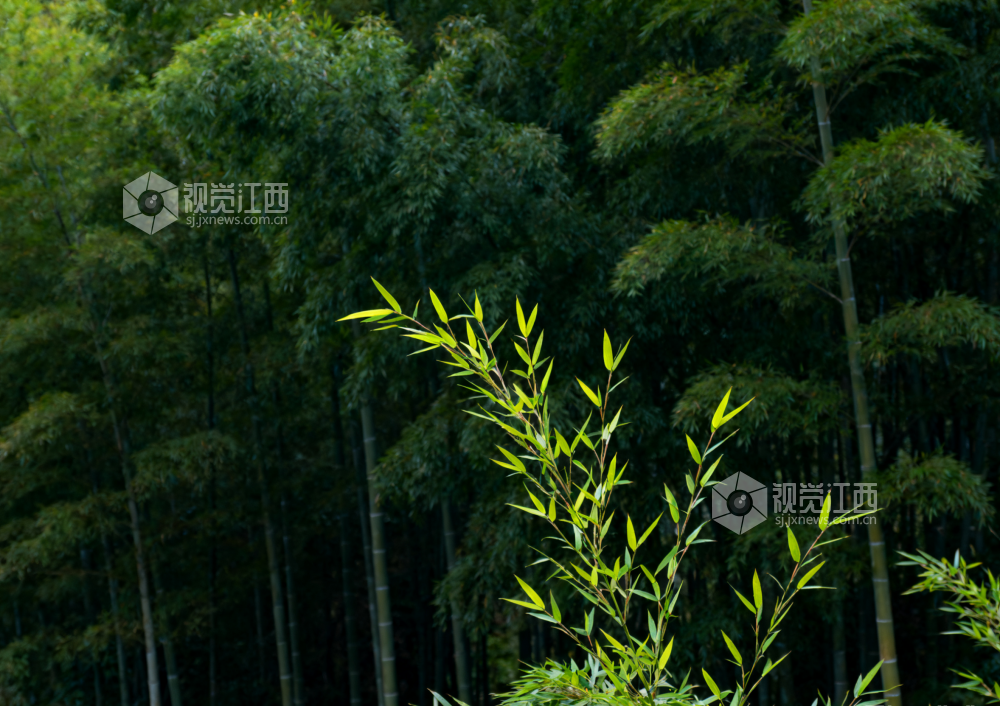 9月30日，江西省吉安市永新县，翠绿竹林边缘，几株杂树新抽出嫩黄色的枝叶，与竹林的深绿形成鲜明对比，充满生命活力。