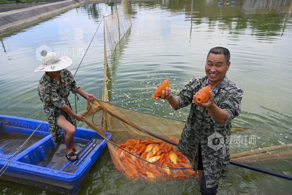 婺源：金秋鱼市旺 红鲤跃出致富路（图）