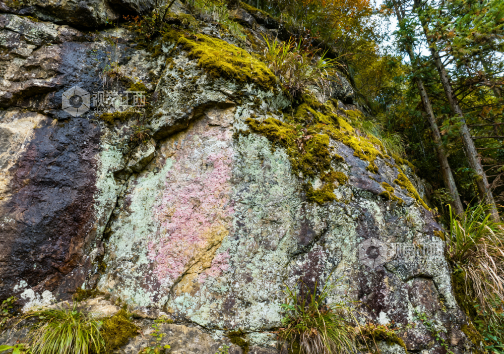9月30日初秋时节，江西省吉安市永新县，灰褐色的崖壁上，苔藓间点缀着几丛浅红色的小灌木，岩壁缝隙中生长的野草刚显微黄。