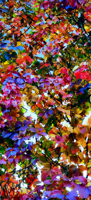 △《多彩的秋天》　网友　周宏军　摄