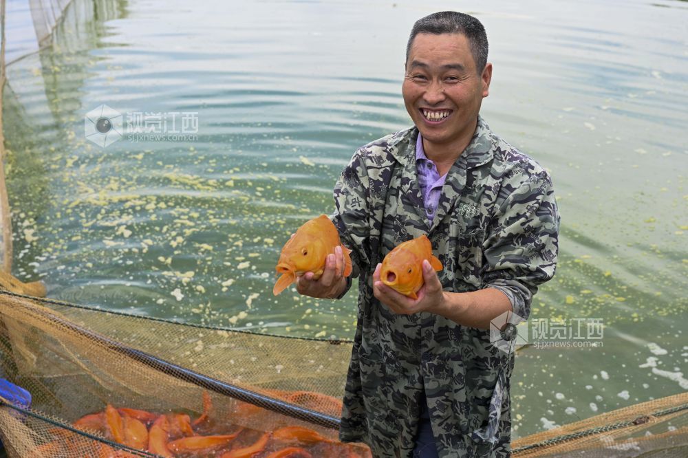 婺源：金秋鱼市旺 红鲤跃出致富路（图）