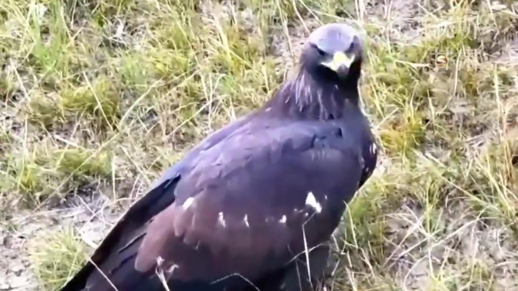 “神雕”受伤遇守护神　这波救助超暖心