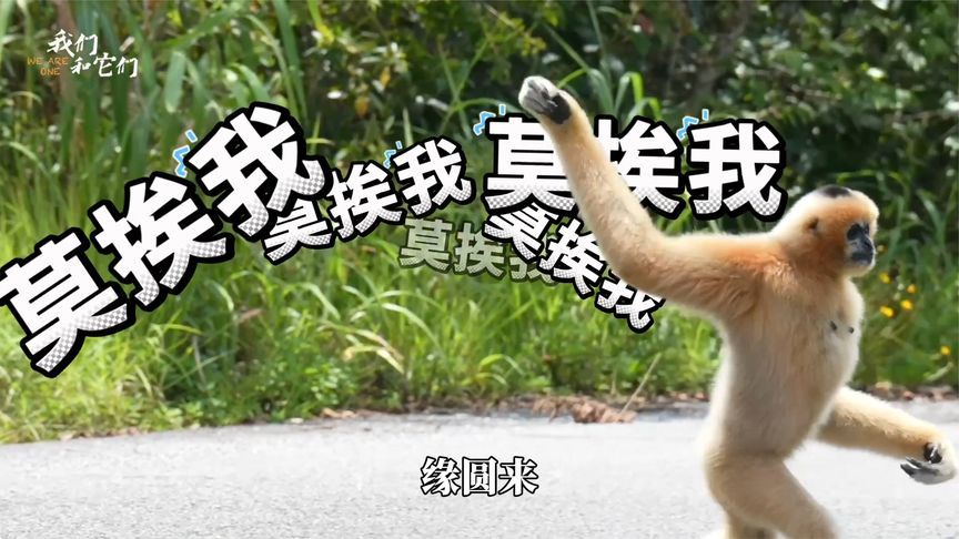 公猿相亲，曾嫌母猿丑甚至大打出手，如今母猿变美公猿态度大变