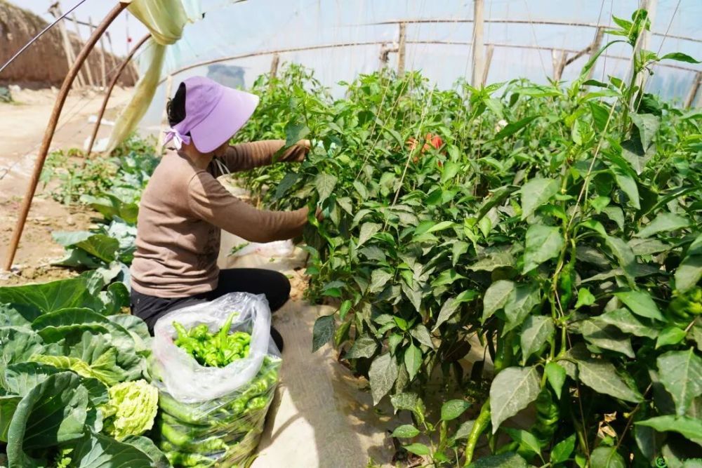 三合村村民正在采摘辣椒 新华社发(靖远县融媒体中心供图)