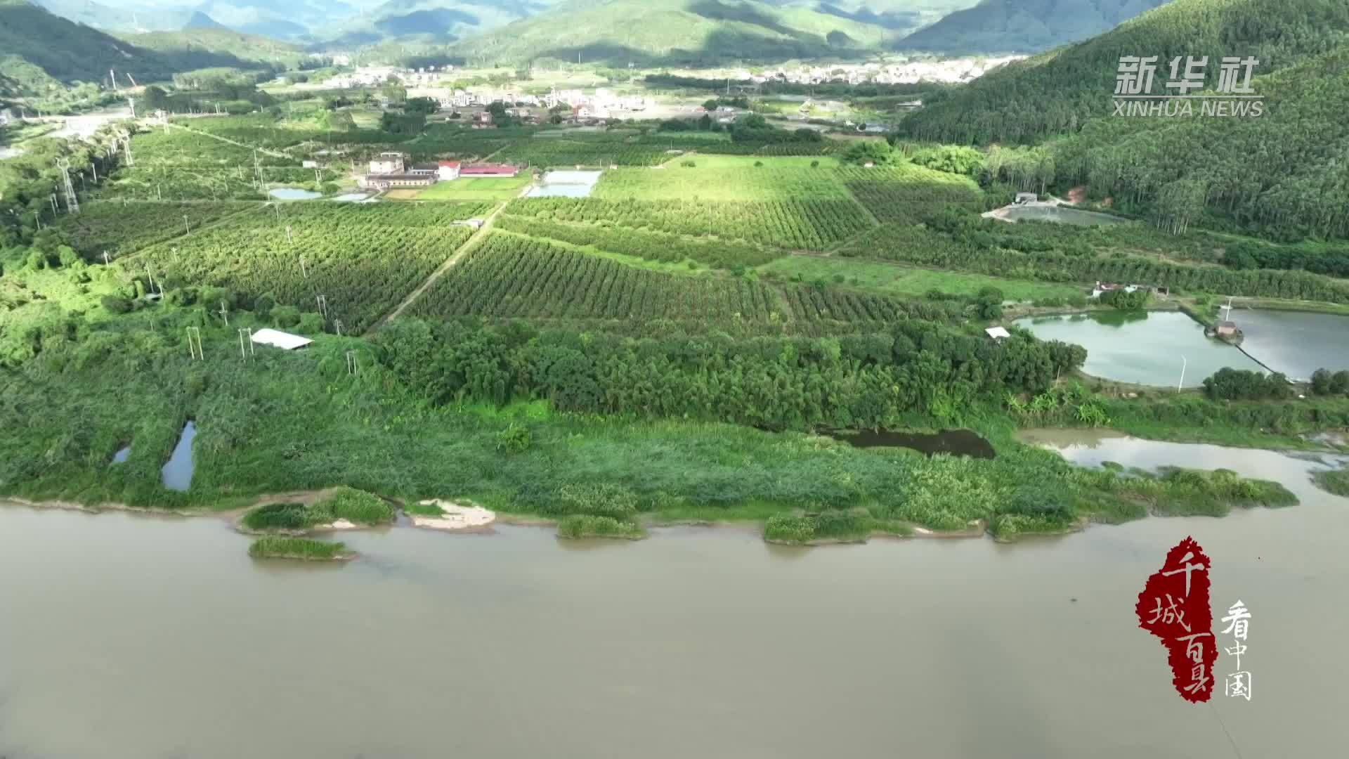 千城百县看中国·“丰”景正好｜福建长泰：蜜柚丰收正当时