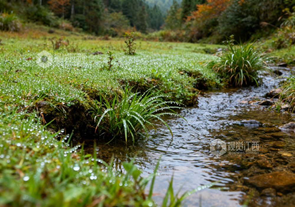 9月20日初秋时节，江西省吉安市永新县，山涧溪流边的草甸上，青草间夹杂着少量泛黄叶片，晨露附着在草叶上，在阳光下闪烁微光。