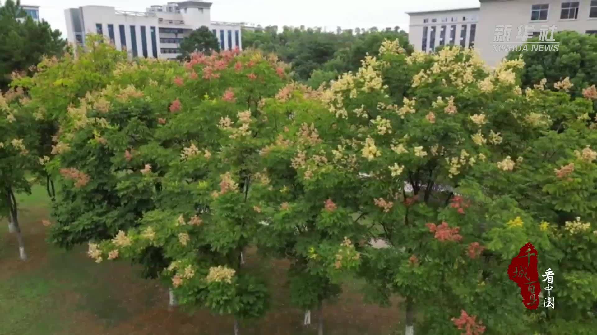 千城百县看中国｜湖南祁阳：栾树盛装醉秋色