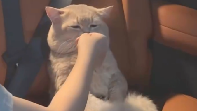 第一批长假“受害哈基米”已出现！上车时神采奕奕，待久了潦潦草草，头晕，想吐…