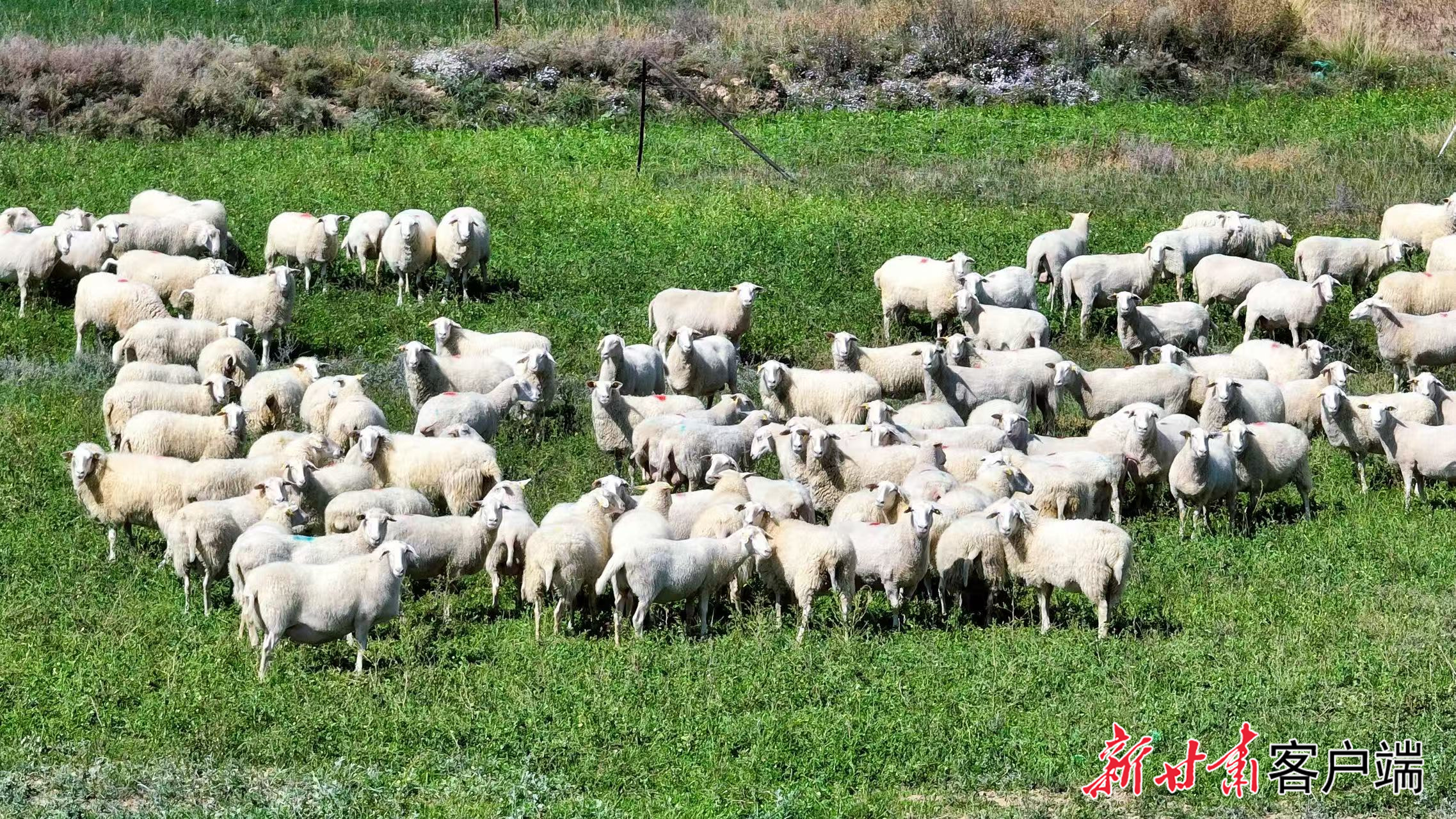 奶绵羊在生态牧场悠闲吃草