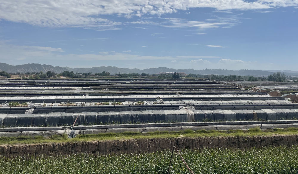 甘肃省靖远县三合村拍摄的蔬菜大棚 新华社记者 马莎 摄