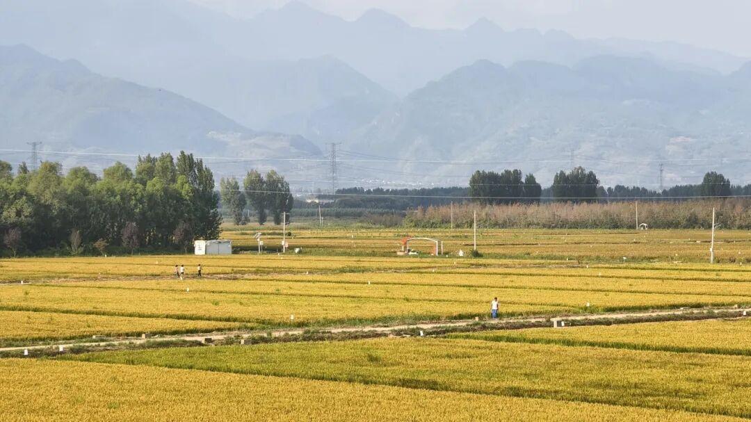 曲水稻香观光体验区