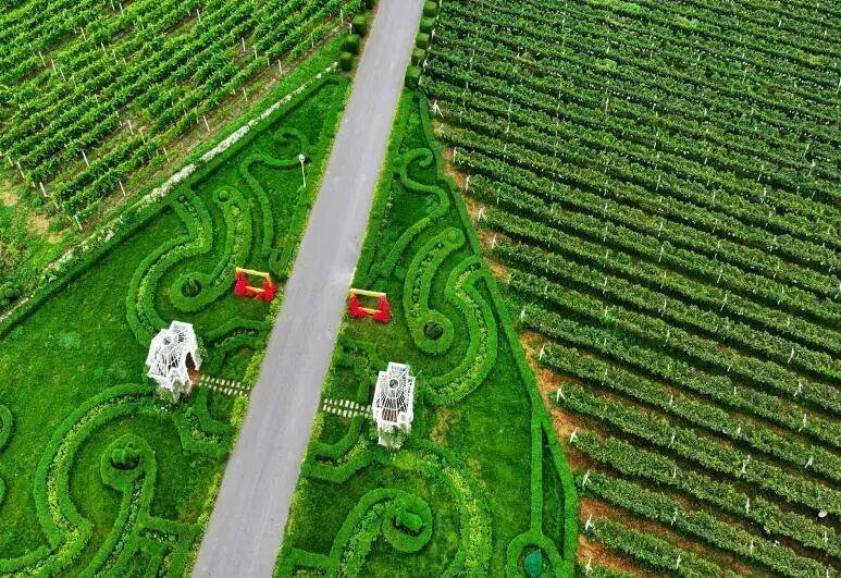 南寨西村太阳葡萄小镇观赏体验区