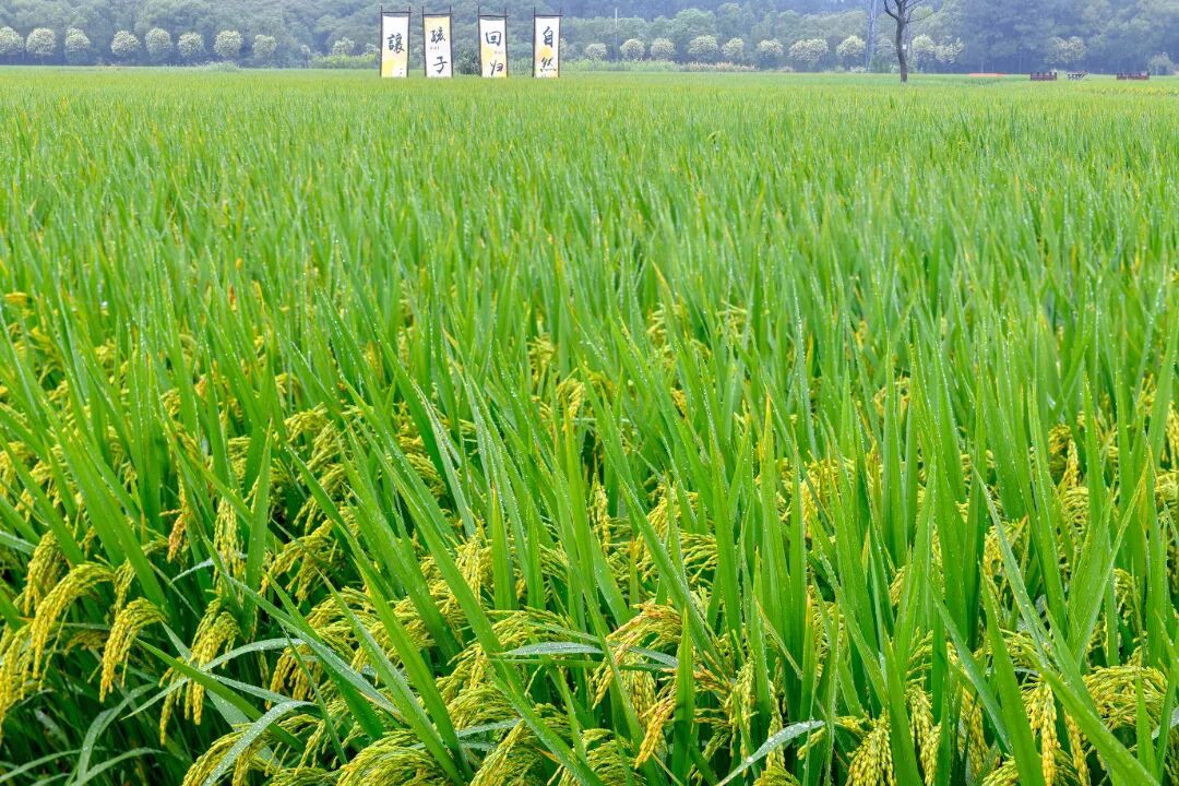 10.11 沈志鹏 镇海永旺(1).jpg