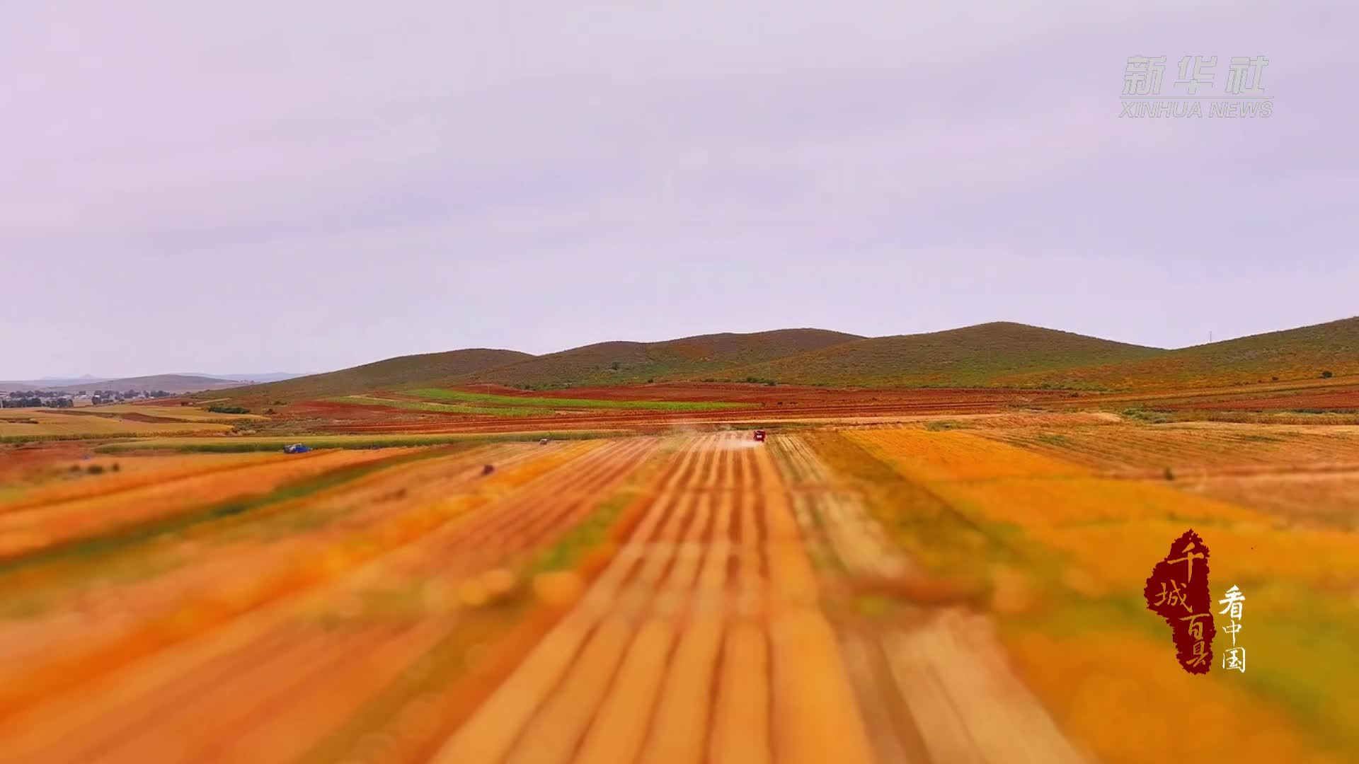 千城百县看中国·“丰”景正好｜内蒙古：谷香万里迎丰收