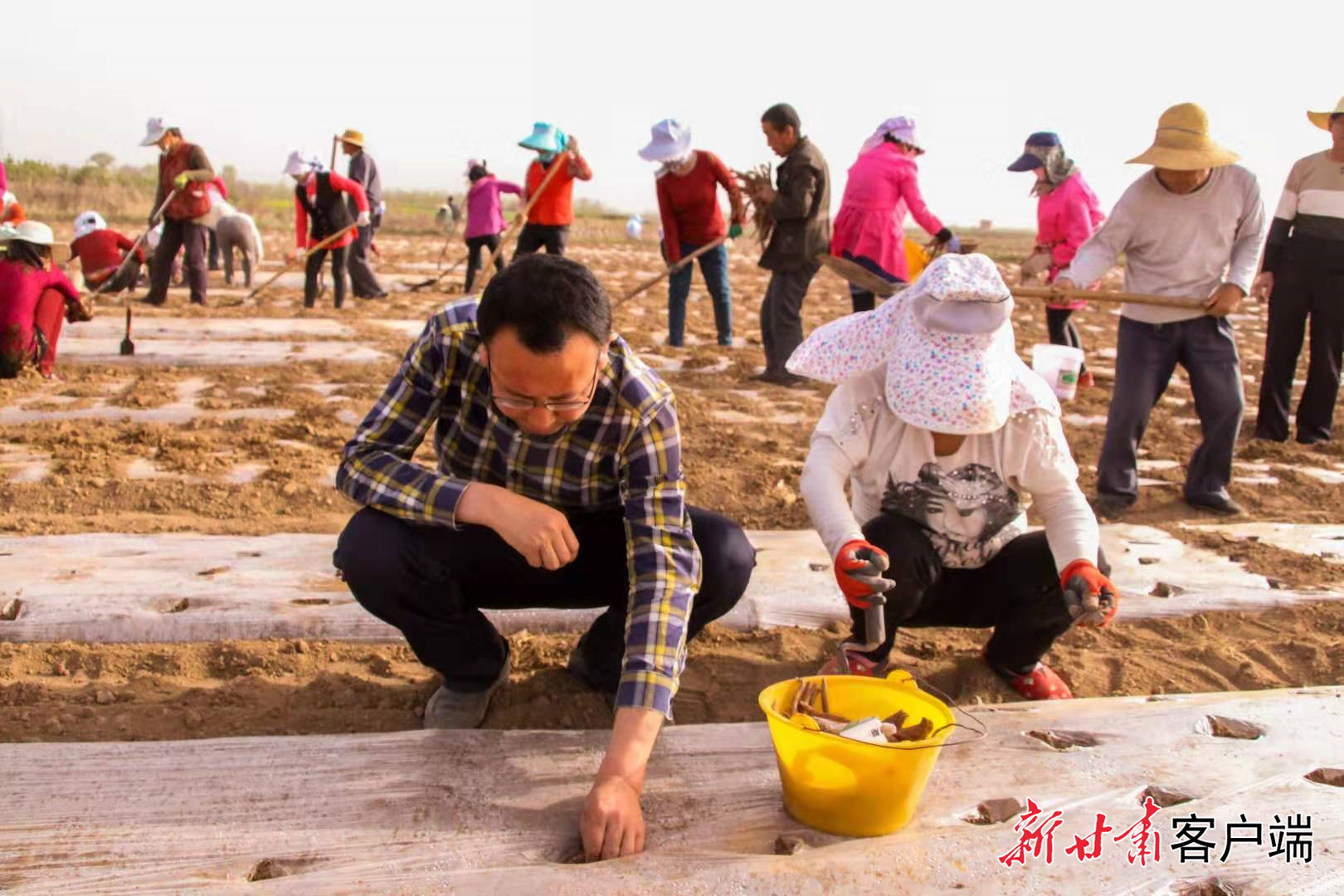 姚文智与药户一起种植中药材