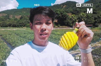 中山神湾菠萝：振兴有梦 红透初心