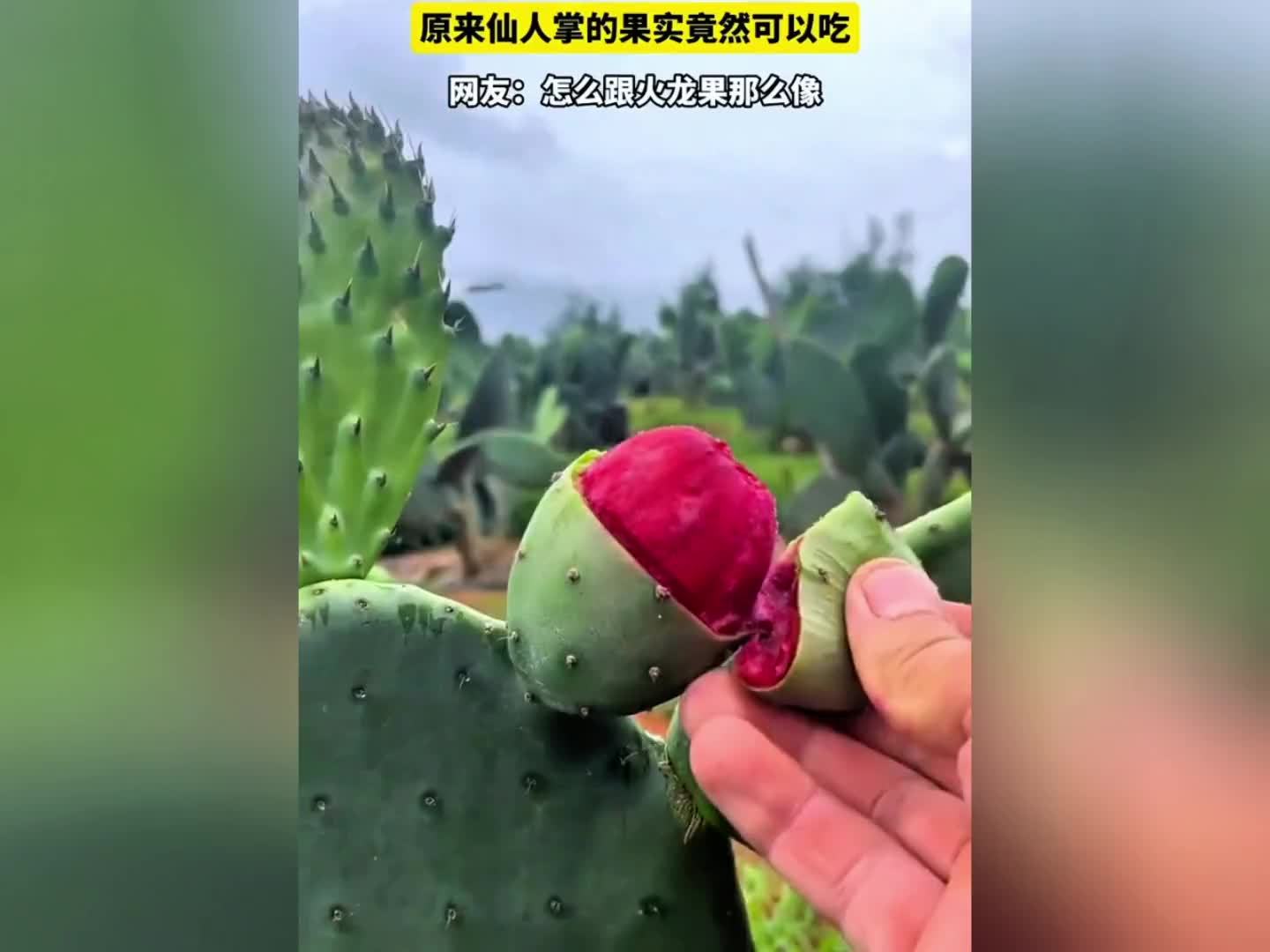 仙人掌的果实竟然可以吃，网友：怎么跟火龙果那么像？