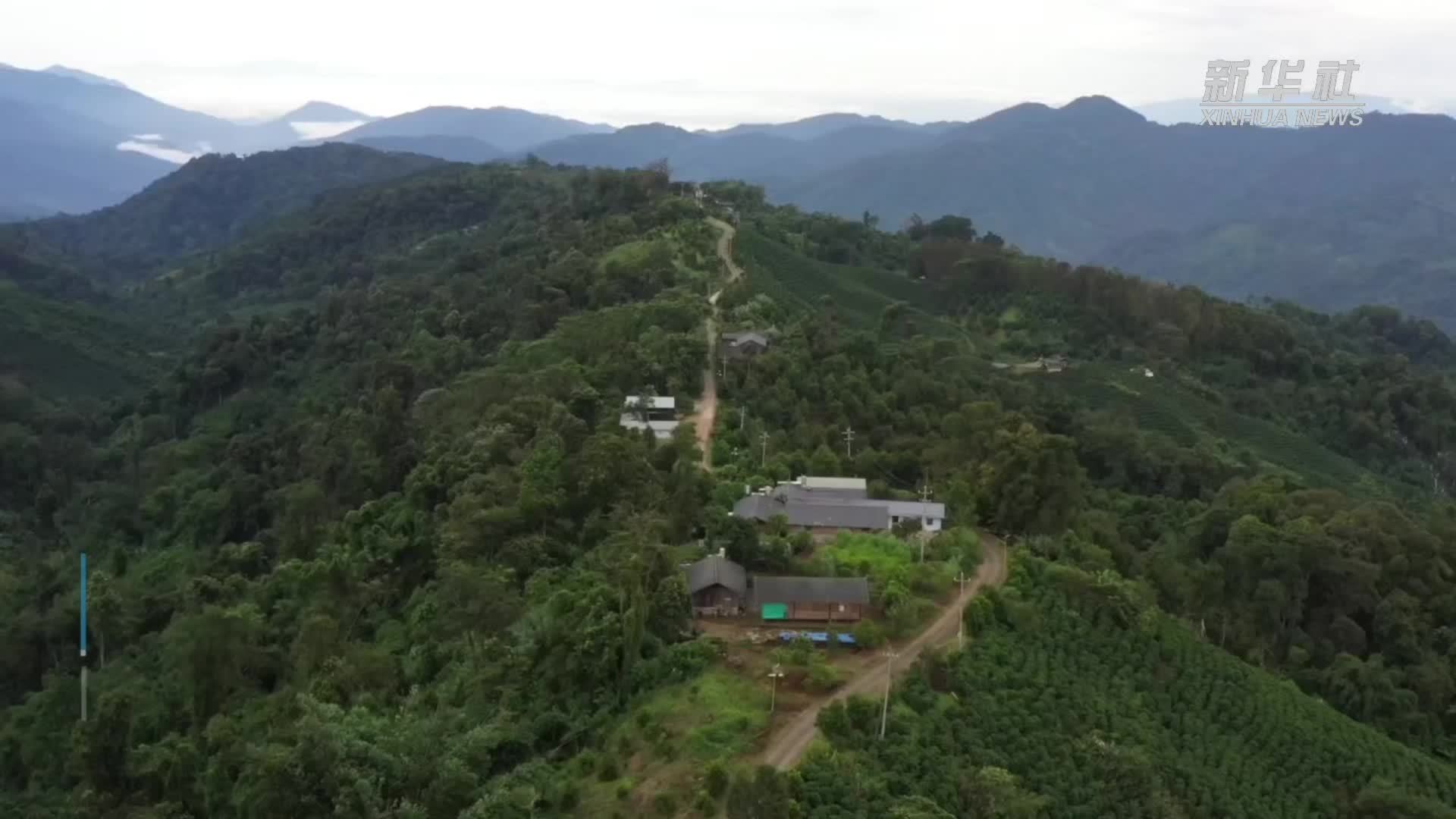 云南盈江:犀鸟归林 雨林奏响“生态富民”曲_凤凰网视频_凤凰网