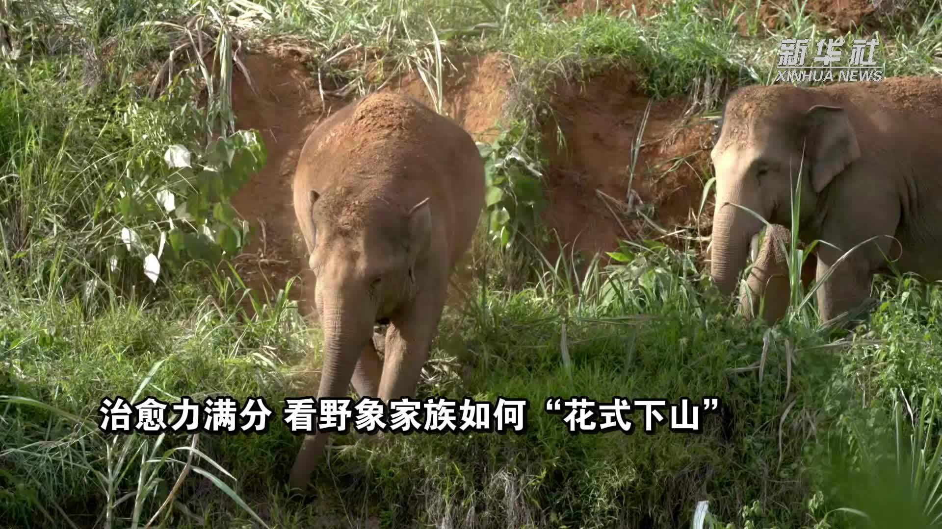 治愈力满分 看野象家族如何“花式下山”