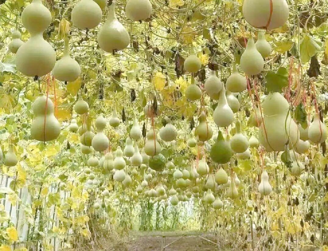 葫芦大观园观赏体验区