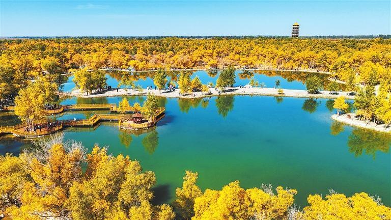 国庆中秋假期，金塔沙漠胡杨林景区进入最佳观赏期。新甘肃&middot;甘肃日报通讯员　曹红祖